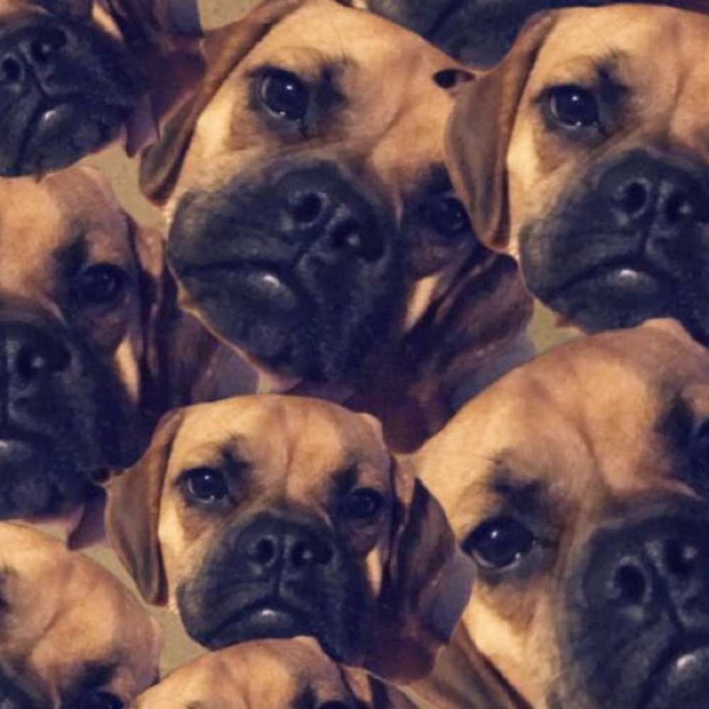 Meet your Posher, Lis